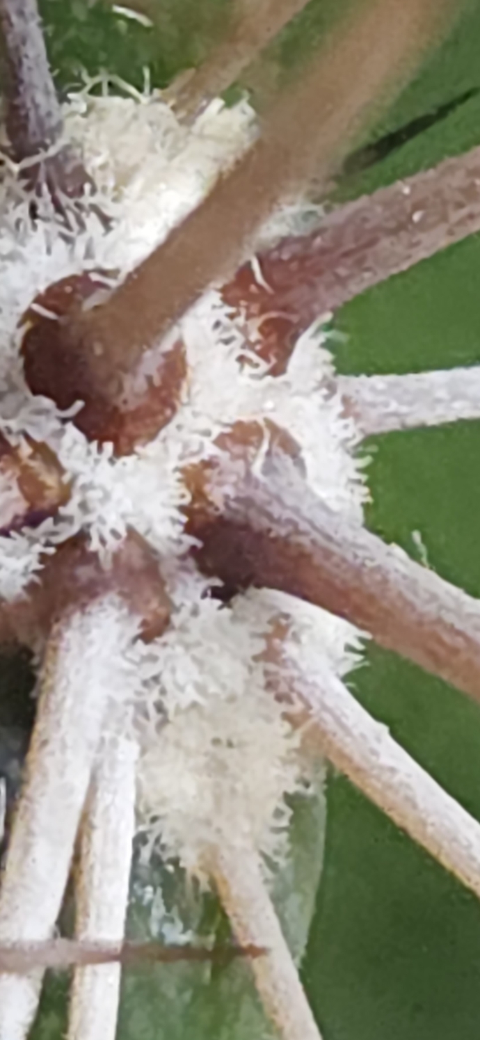 Fotoğraf neden böyle çıkıyor?