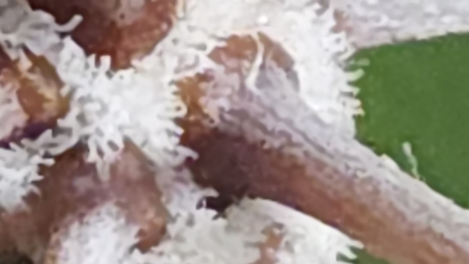 Fotoğraf neden böyle çıkıyor?