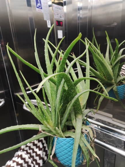Aloe Vera nelerde kullanabilirim?
