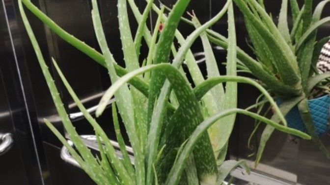 Aloe Vera nelerde kullanabilirim?