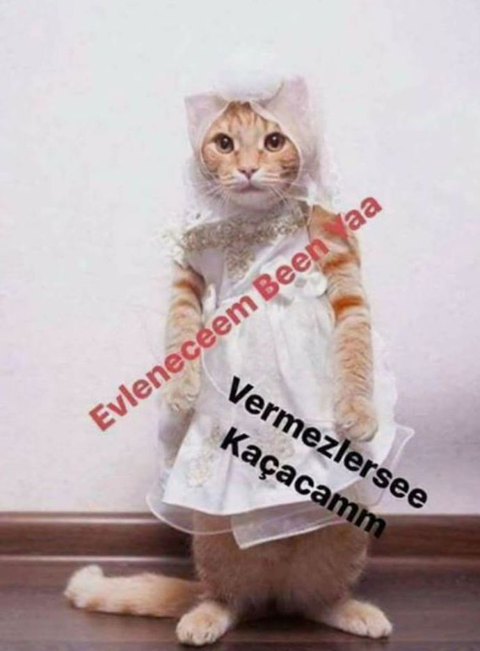 Evcil hayvanınıza doğum günü yaparmısınız?