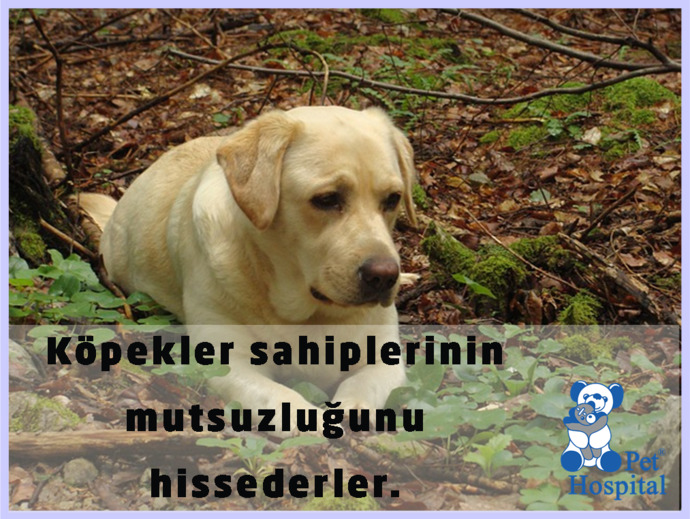 Hayvanlar da sahiplerinin duygularını hisseder mi?