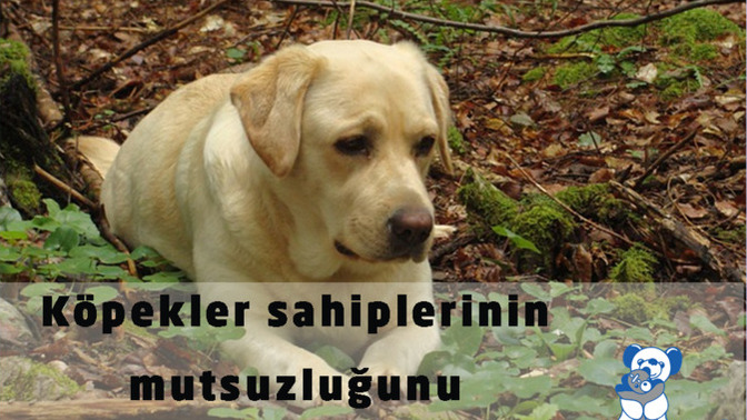 Hayvanlar da sahiplerinin duygularını hisseder mi?