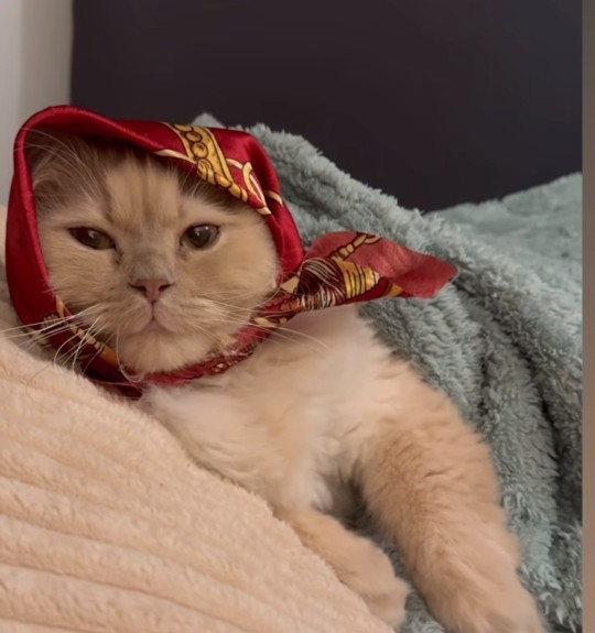 Kedim kapanmak istiyor ne yapmalıyım?