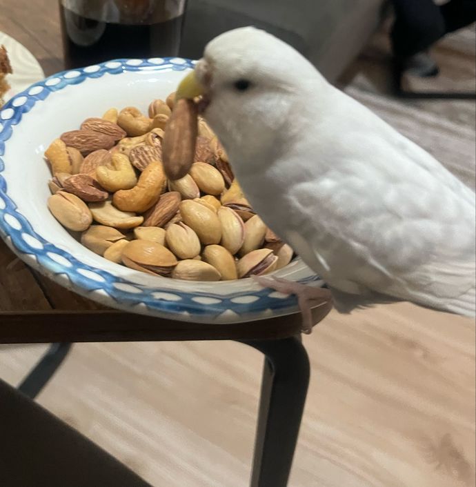 Evcil hayvanın var mı benim kumam var her yediğime içtiğime ortak tanıştırayım Haylazım❤️?