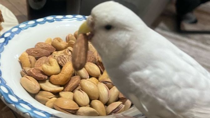 Evcil hayvanın var mı benim kumam var her yediğime içtiğime ortak tanıştırayım Haylaz'ım❤️?