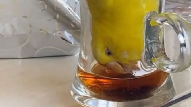 Çaysız bir gün geçer mi?