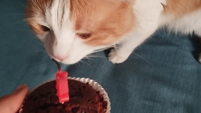 Oğluşum 4 yaşına girdi 🥳 bir doğum günün kutlu olsununuzu alırız, siz evcil hayvanınızın doğum gününü kutlar mısınız?