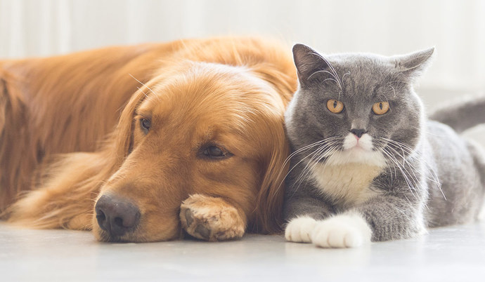 Kedi veya köpek, sizce hangisi daha iyi bir yol arkadaşı olur?
