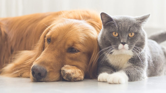 Kedi veya köpek, sizce hangisi daha iyi bir yol arkadaşı olur?