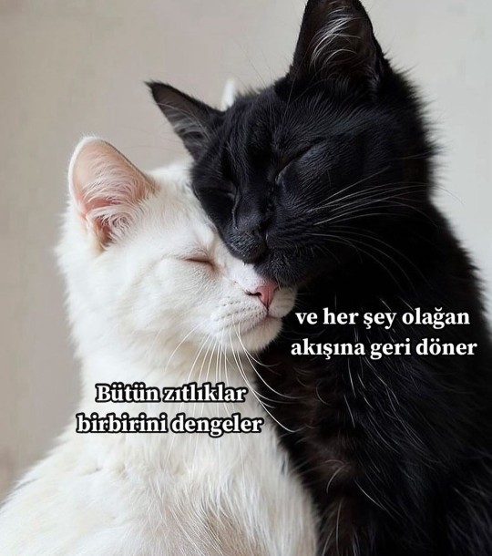 Hiç aşktan ağladınız mı?
