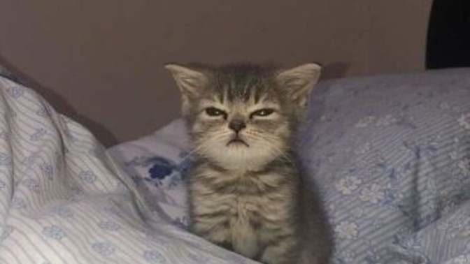 Sahura ne yapayım?
