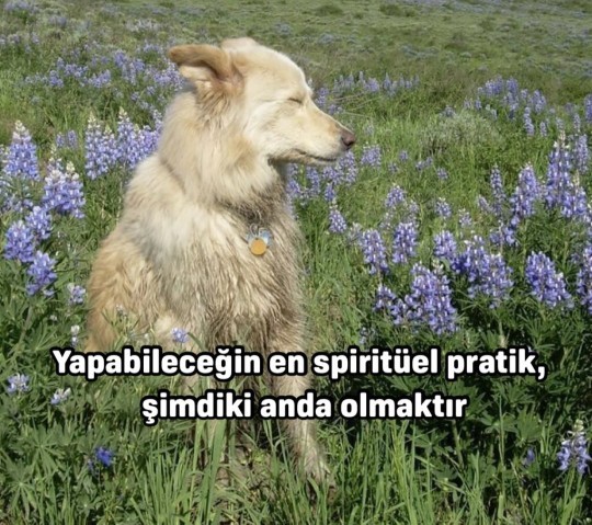 Her şeyden bıktığında ne yapıyorsun?