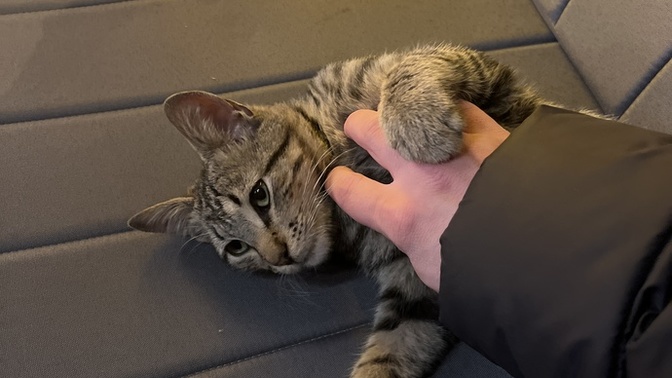 Tatlı niyetine bunu yesem ne olur?
