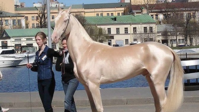 Daha Önce Hiç At'a bindiniz mi?