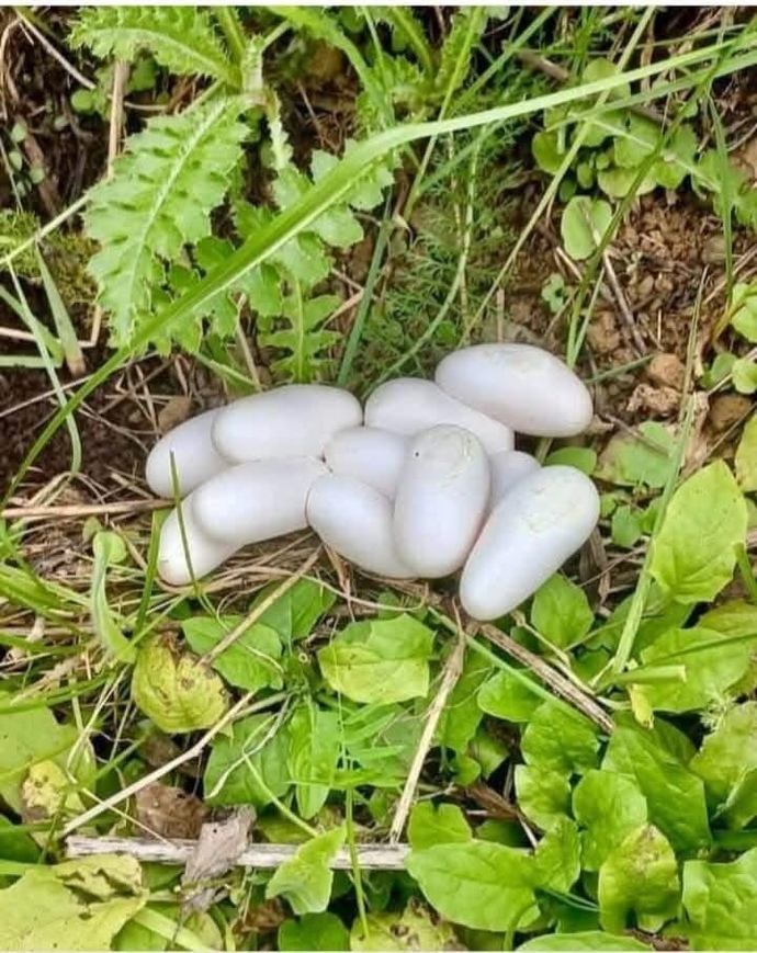 Bunlar ne yumurtası?