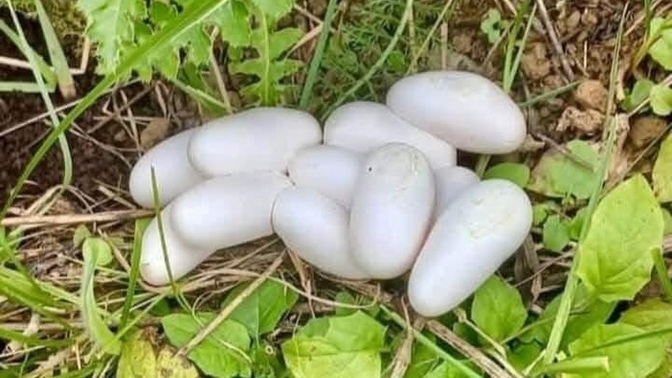 Bunlar ne yumurtası?