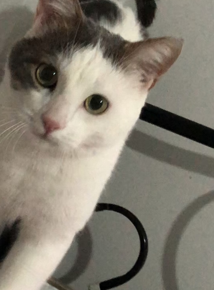 Evcil hayvanınız var mı? yoksa beslemek istermiydiniz?
