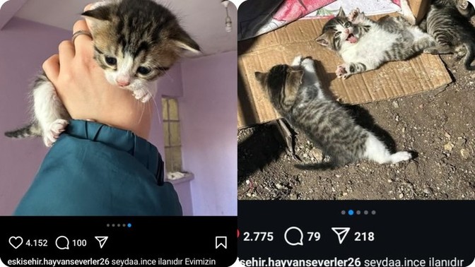 Minicik küçücük kedi ister misiniz 🐈?