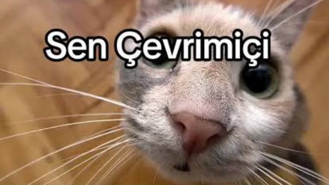 Kime müsaitsiniz bu gece?