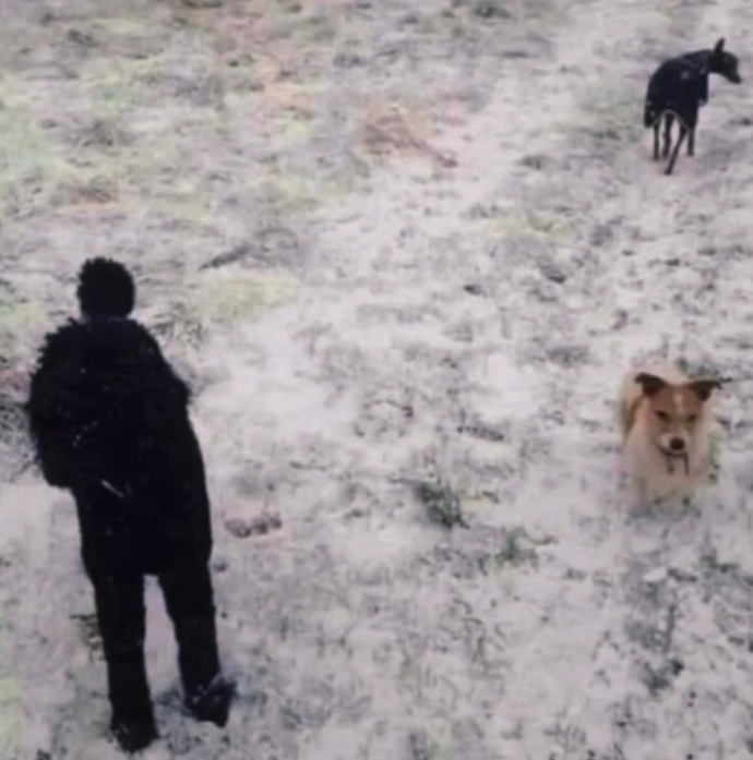 Fotoğrafta kaç köpek var?
