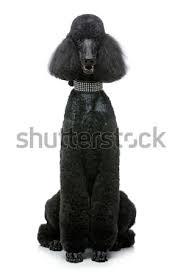 Fotoğrafta kaç köpek var?