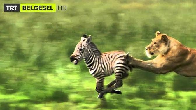 Belgesel izlemeyi severmisiniz?