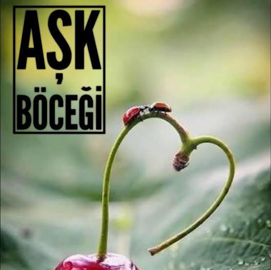 Aşk böceğim iltifat mı, hakaret mi?