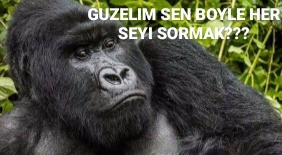 Çalı çırpıya darılıcan balık etliye sarılıcan diyorlar doğrumu sizce?