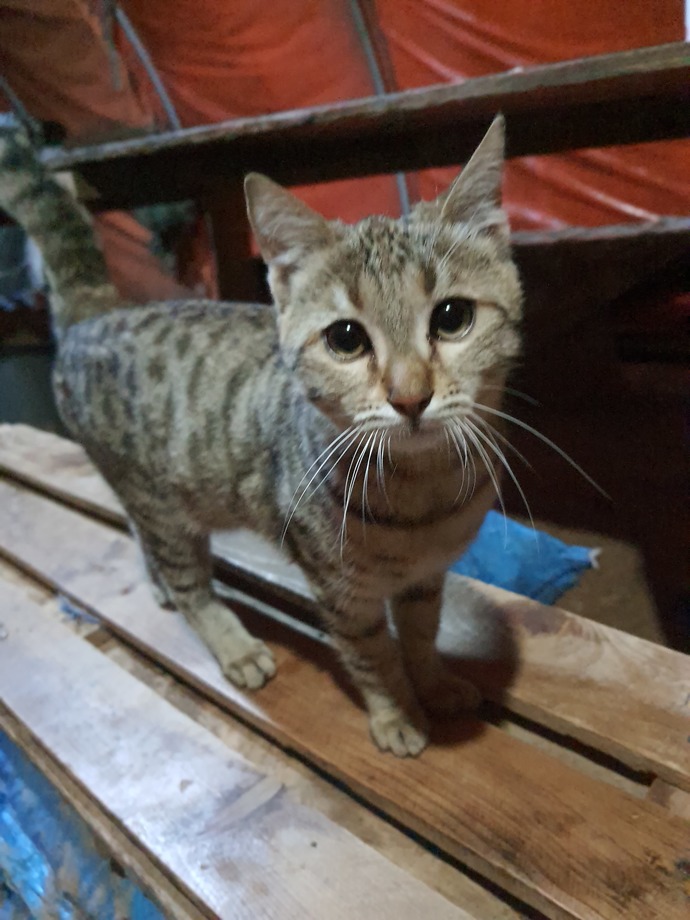 Bir kedi niye Irakta yaşar?