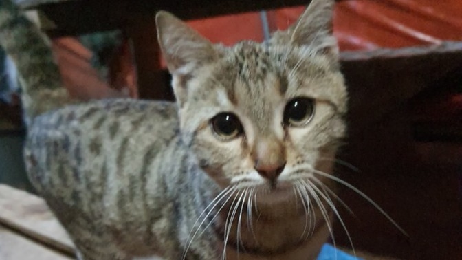 Bir kedi niye Irak'ta yaşar?