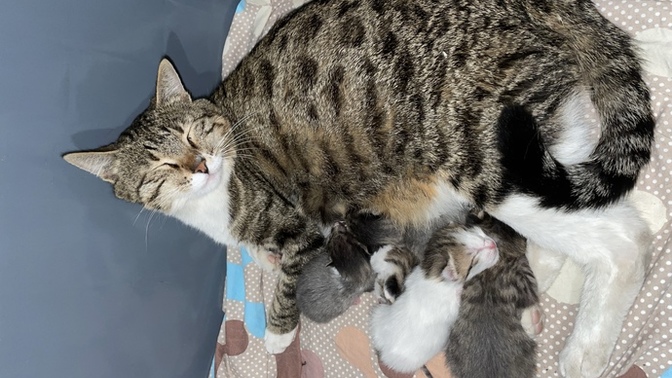 Yeni doğum yapmış kediye lohusa tacı taksam abartı mı olur?