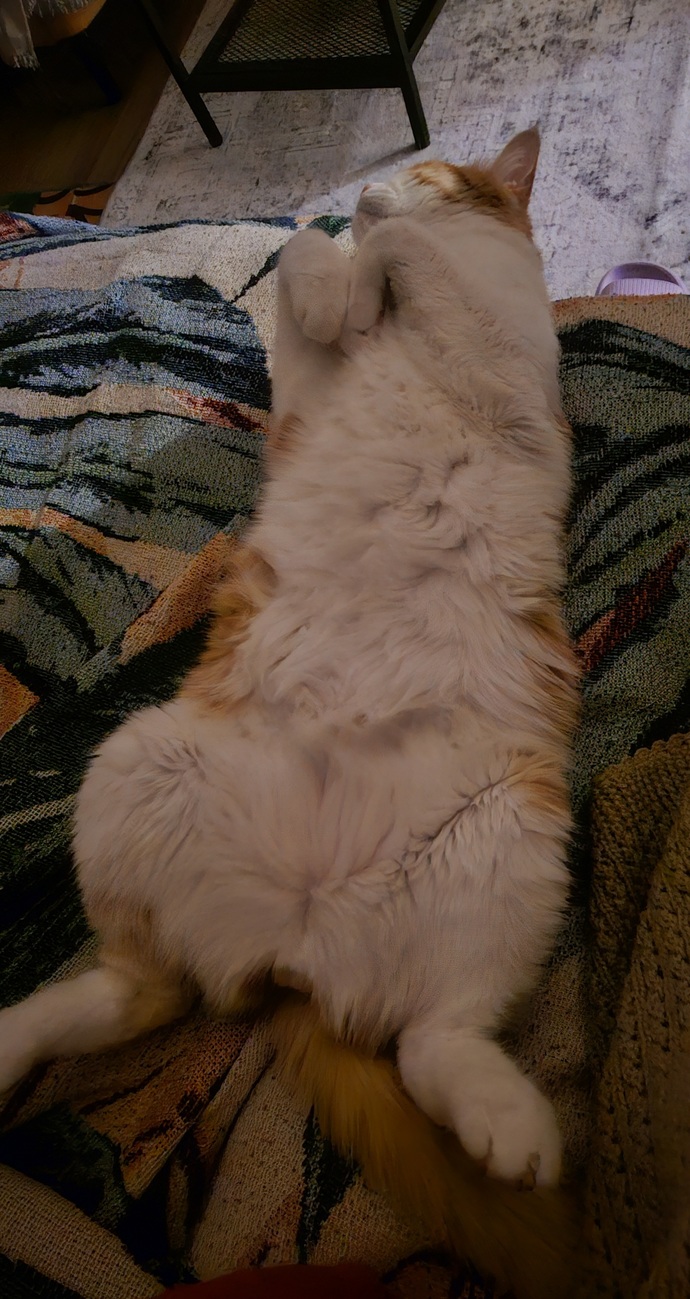 Bir kedi gördüm sanki 🤔?