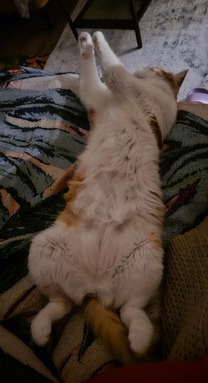Bir kedi gördüm sanki 🤔?