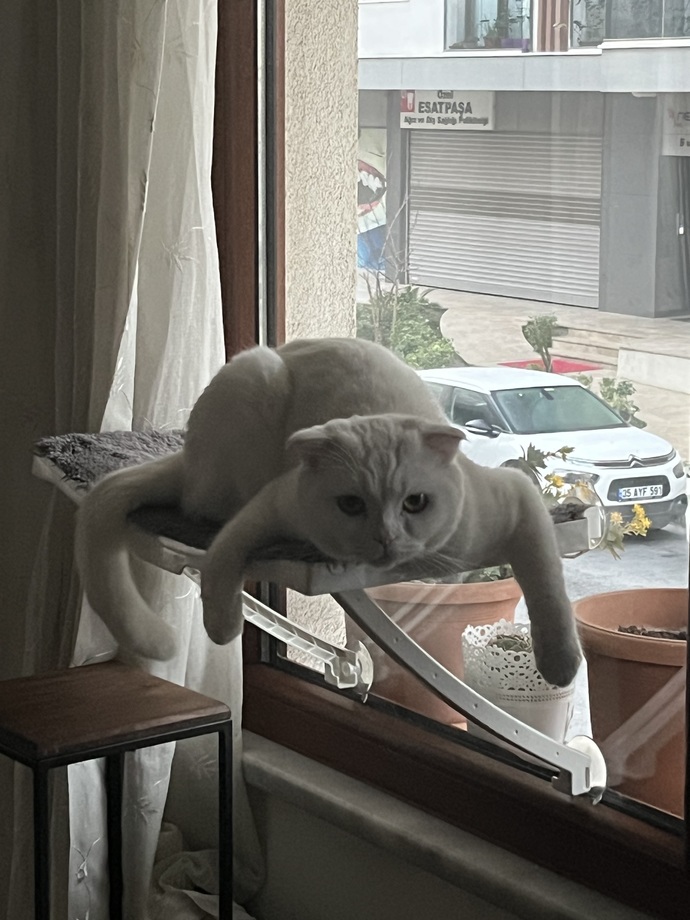 Bir kedi gördüm sanki 🤔?