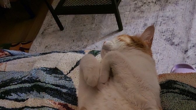 Bir kedi gördüm sanki 🤔?