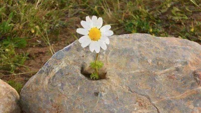 İçinizde her şeye rağmen çiçekler açıyor mu?