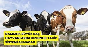 Evlenecek insan kalmadı mı sizce?