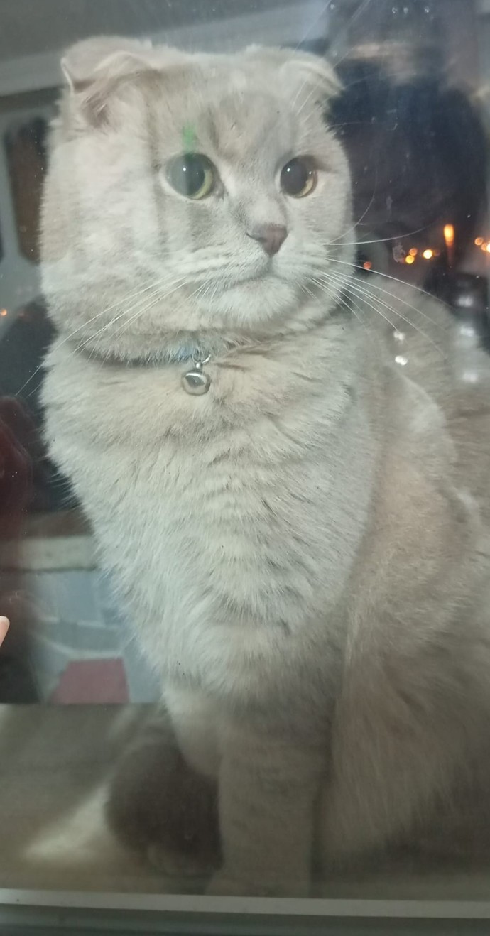 Kedimin tipi nasıl?