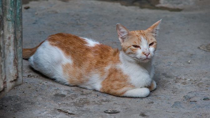 Isparta'da kediye tekme atan şahıs tutuklandı! Kedilerle aranız nasıl?