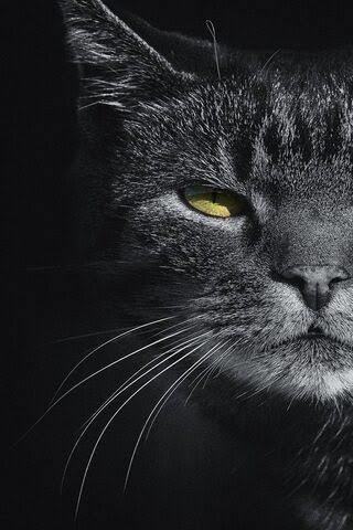 Çok parası olan erkek mi, güzel cildi olan erkek mi?