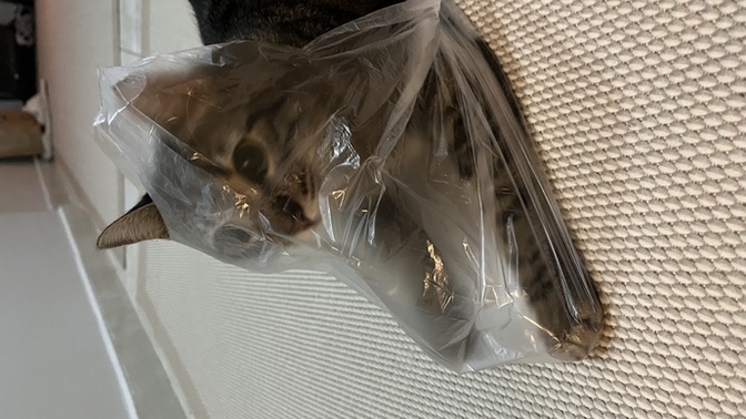 Kedimi köpek mi?