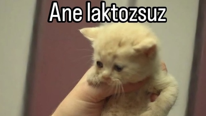 Yiyecek içeceklerinizde özel bir tercihiniz oluyor mu?