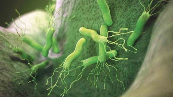 Helikobakteri pylori hangi besinleri sever sevmez?