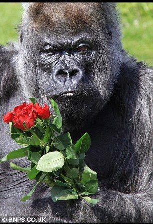 Bir tane romantik sevgili istiyorum, çok mu şey istiyorum🥺?