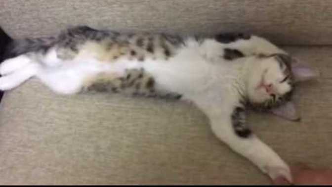 Kedi Nazmi'yi nasıl bilirdiniz?