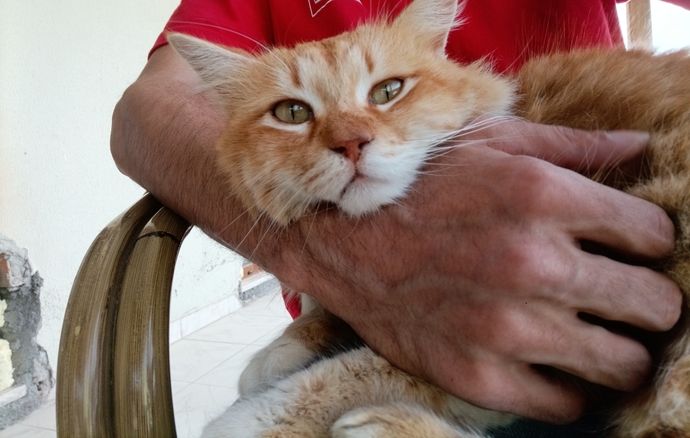 Kedi sevmeyen, insan sevebilir mi?