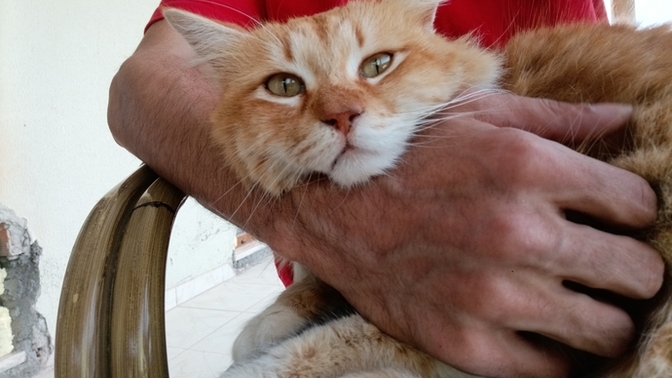 Kedi sevmeyen, insan sevebilir mi?