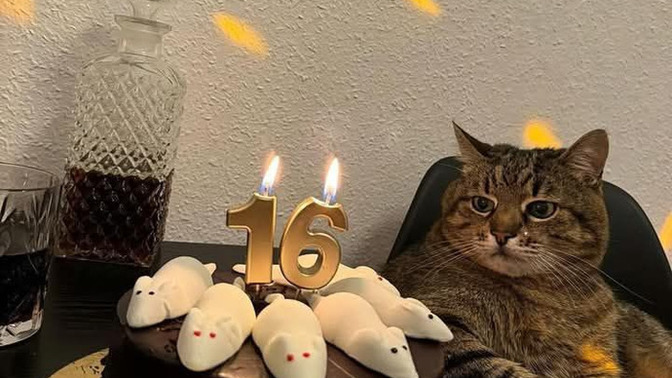 Kediniz kaç yaşında ya da  köpeğiniz?