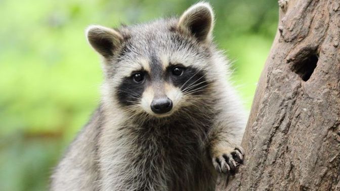Hangi hayvanın ruh ikiziniz olduğunu düşünüyorsunuz?